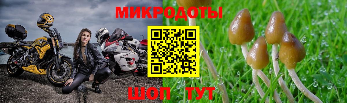 Псилоцибиновые грибы Psilocybine cubensis Кимовск